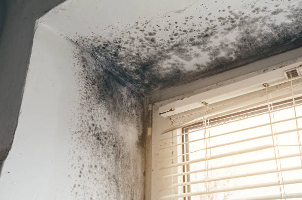 Affordable Mold Remediation solutions in New Market, VA